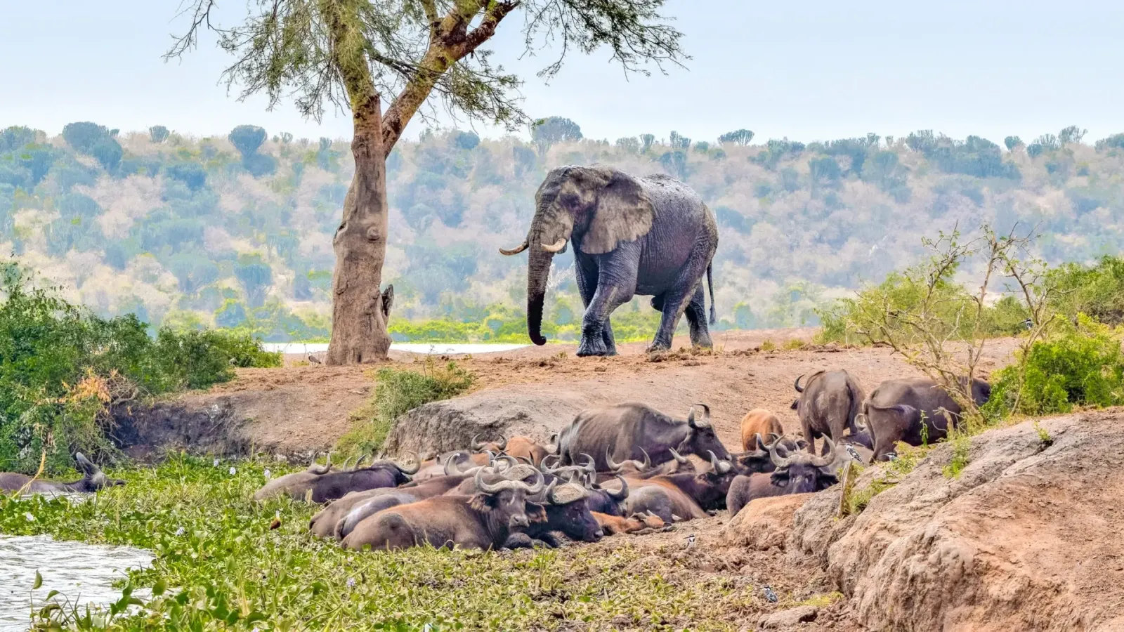 5 Days Gorilla Trekking and Wildlife Safari