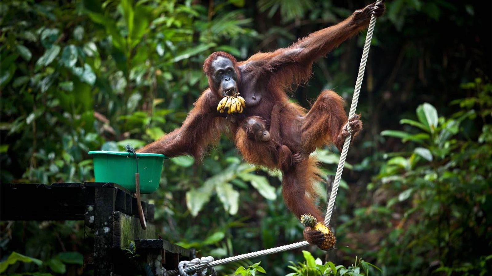 Semenggoh Wildlife Centre & Bidayuh Longhouse Day Tour, Malaysia - Image - 11152