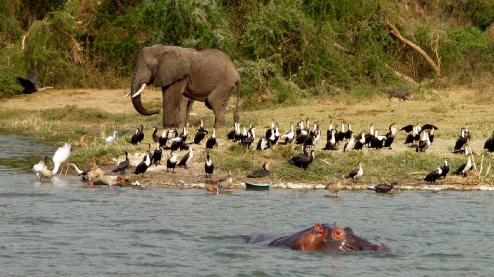 8 Days Uganda & Rwanda Safari | Gorillas, Lions & Culture - Image - 11191