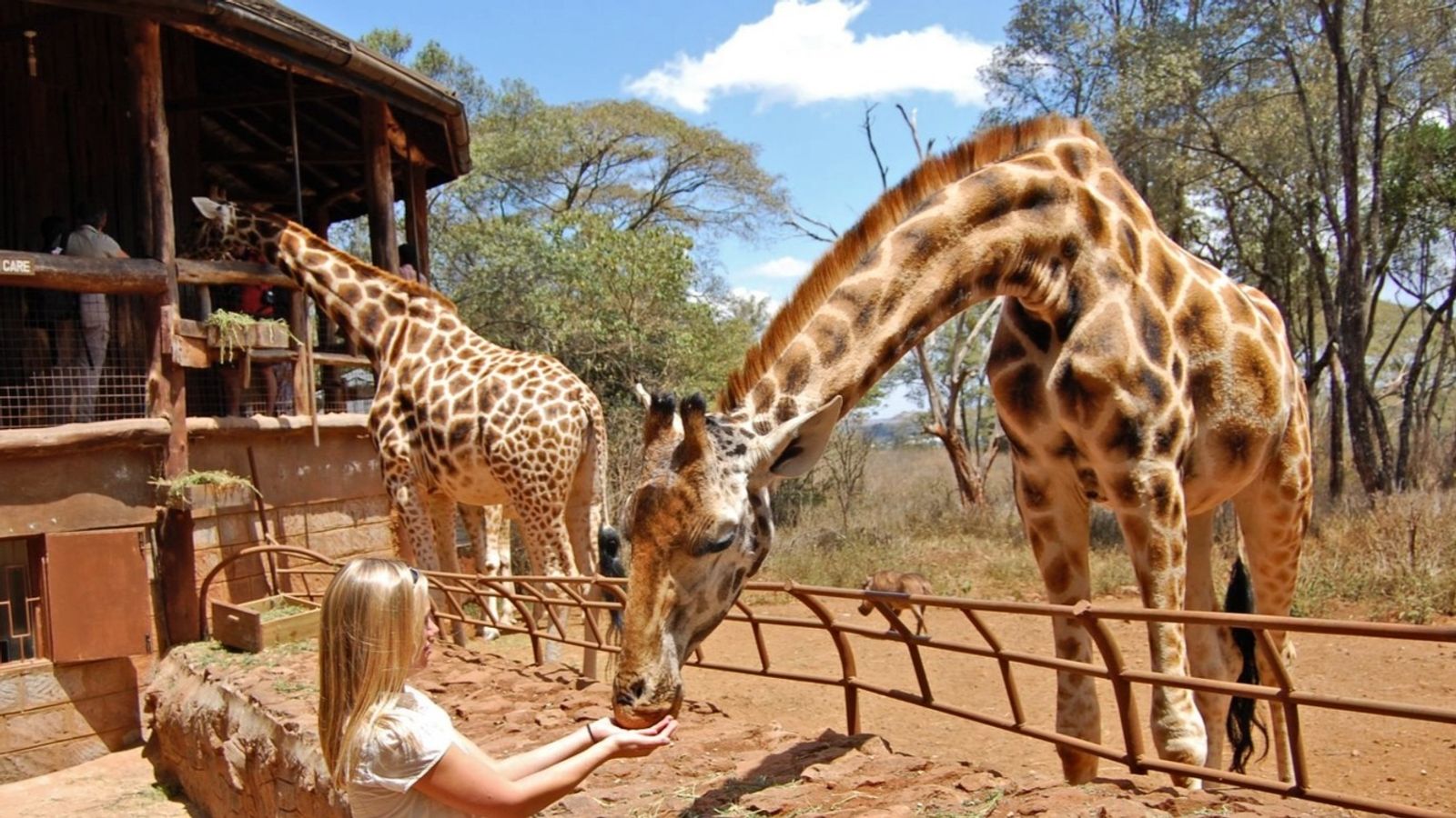 Day Tour To Giraffe Center and Elephant Orphanage Project - Image - 10768