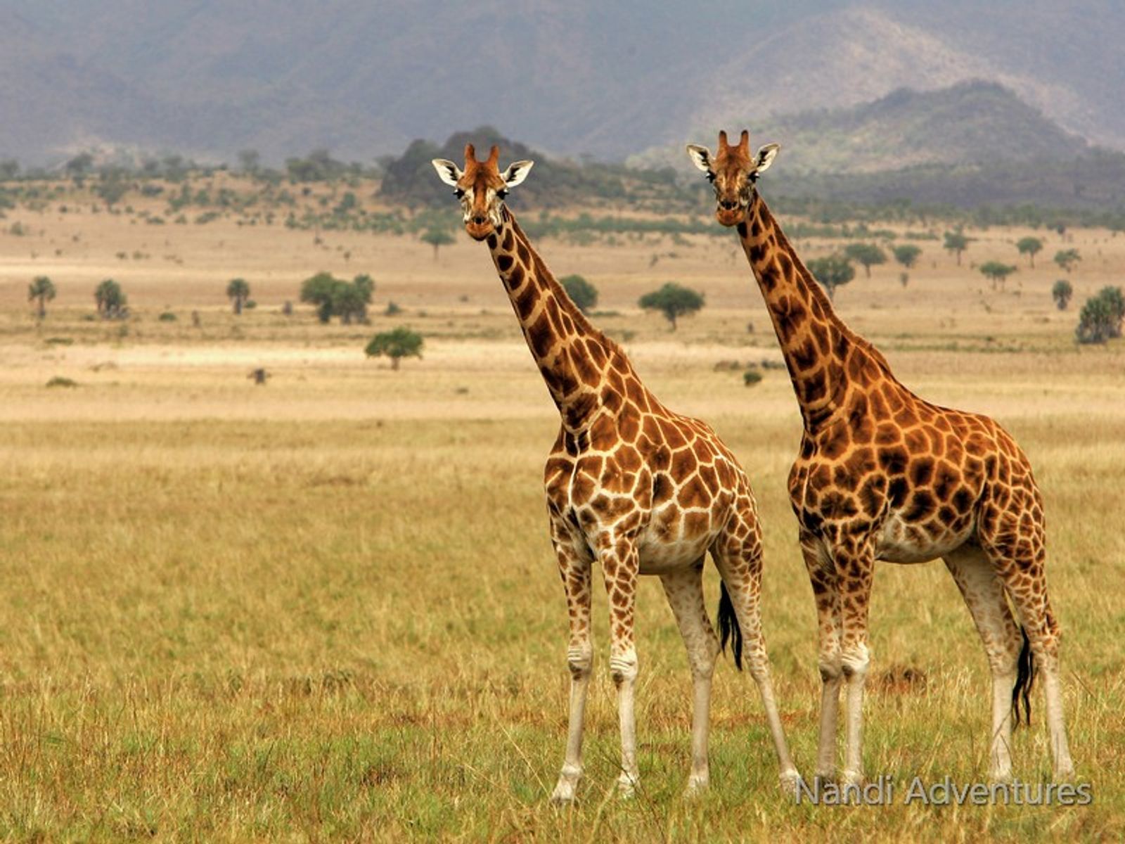 Ultimate 8-Day Uganda Safari: Gorillas, Chimps, Rhinos & Nile River Adventures - Image - 3675