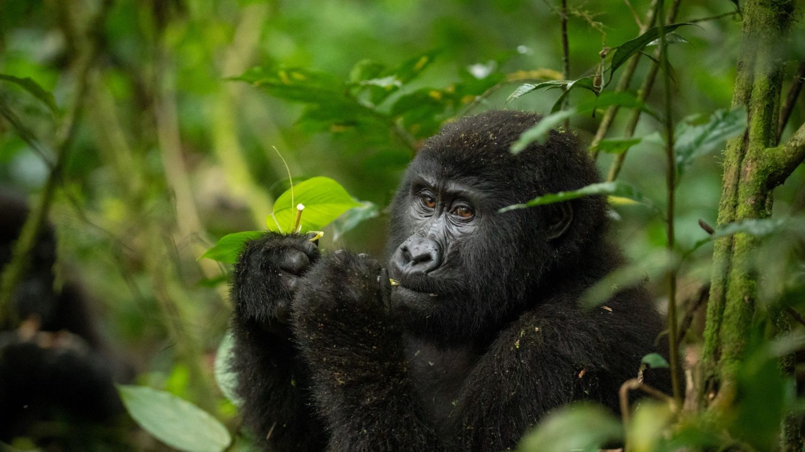6 Days Uganda Adventure Safari - Image - 10829