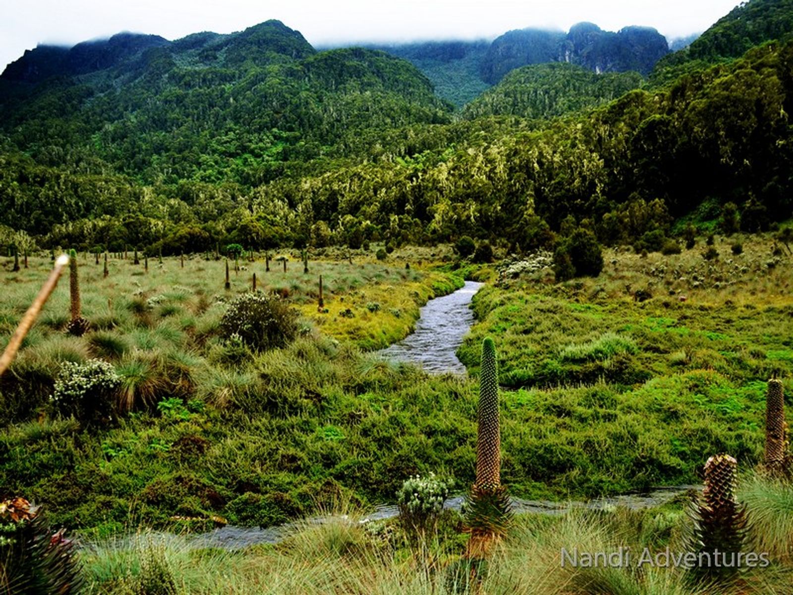 Discover Uganda on a 12-Day Journey from Tropical Glaciers to Chimps & Coffee - Image - 3669