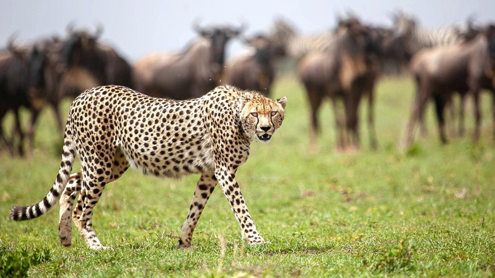 5 DAYS SERENGETI GREAT MIGRATION - Image - 7569