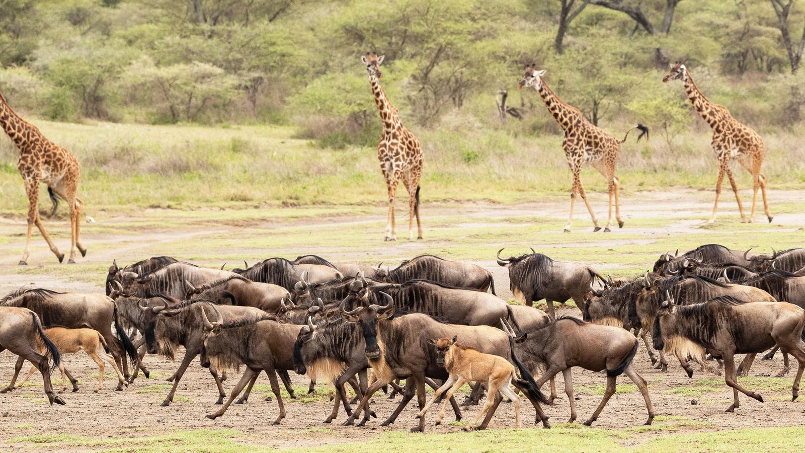 5 DAYS SERENGETI GREAT MIGRATION - Image - 7560