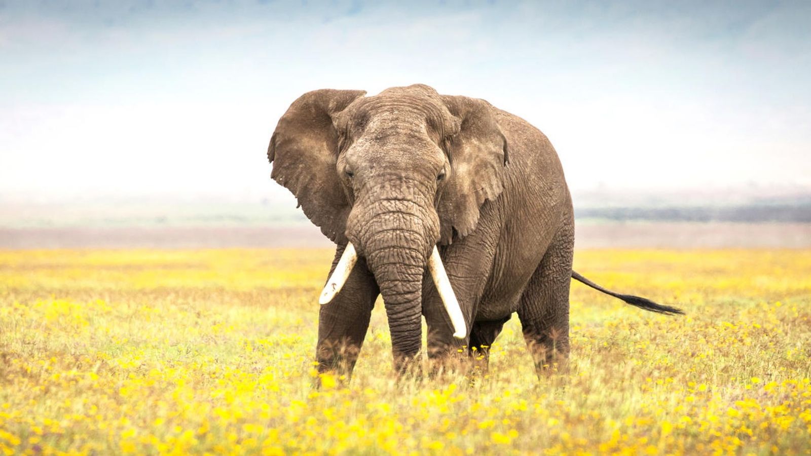 7 DAYS BIG FIVE SAFARI EXPERIENCE - Image - 7725