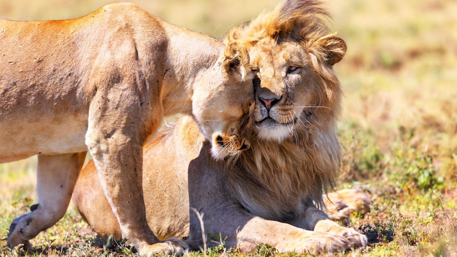12 DAYS TANZANIA WILDLIFE TO ZANZIBAR BEACH ESCAPE - Image - 7620