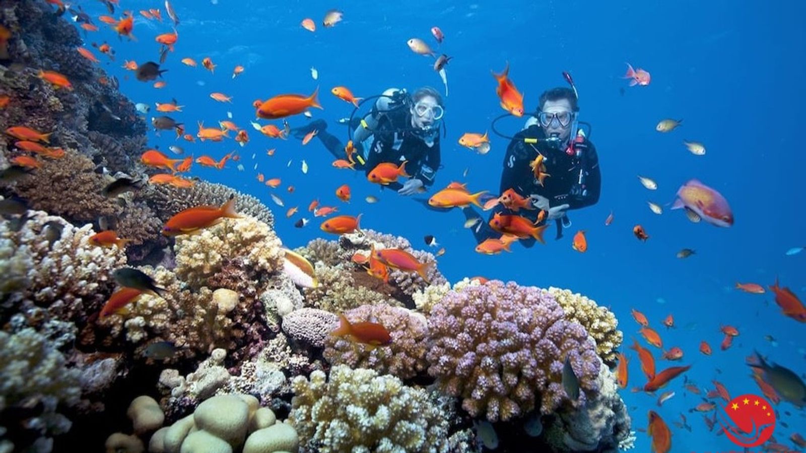 Tour khám phá Cù Lao Chàm 1 ngày - Image - 6854