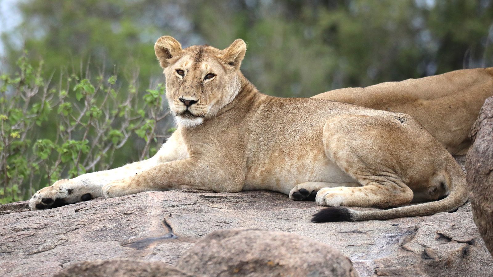 3 DAYS SERENGETI FLY IN AND FLY OUT SAFARI EXPERIENCE