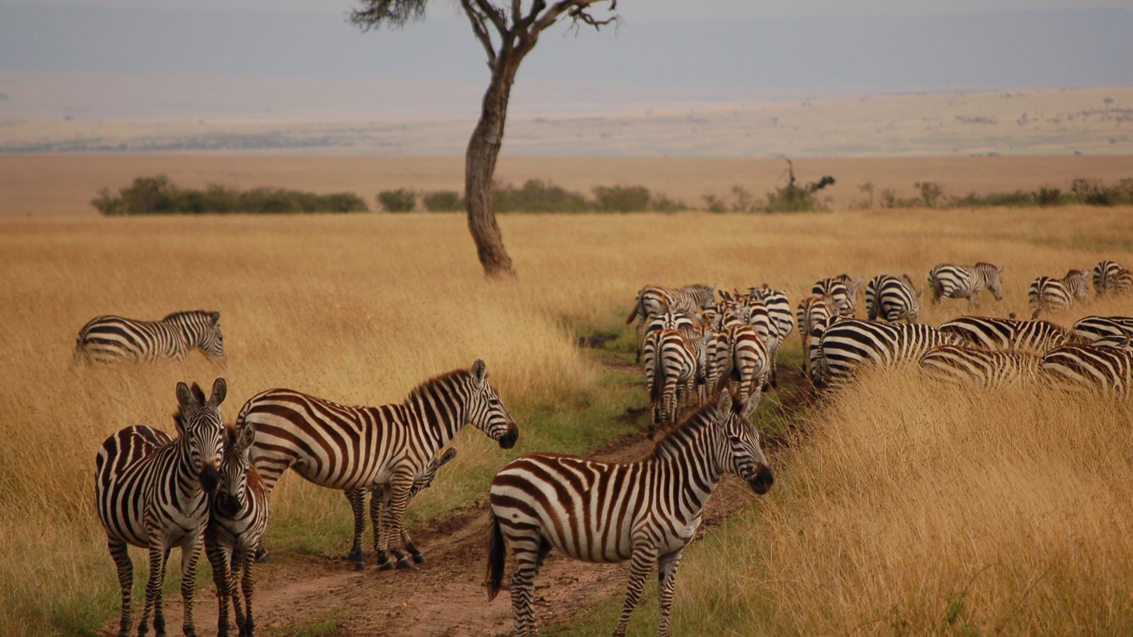 5 Days Masai Mara - Amboseli Safari - Image - 10746