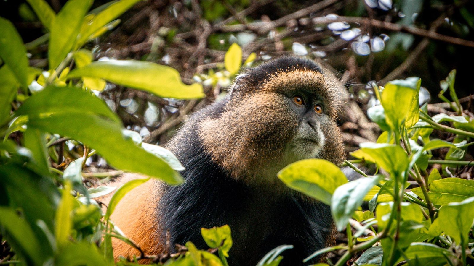 8 Days Uganda & Rwanda Safari | Gorillas, Lions & Culture - Image - 11190