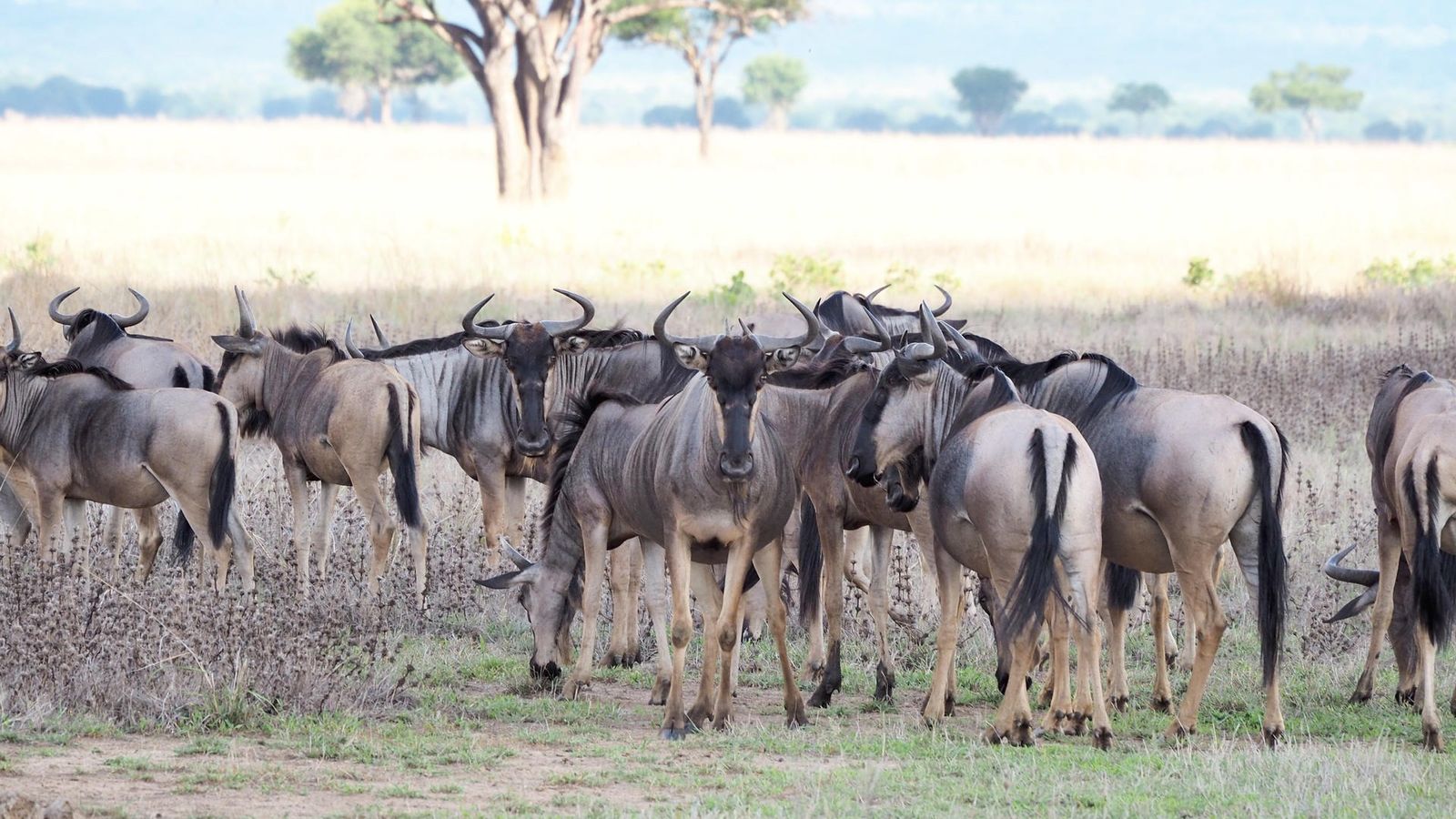 5 DAYS SERENGETI GREAT MIGRATION - Image - 7557