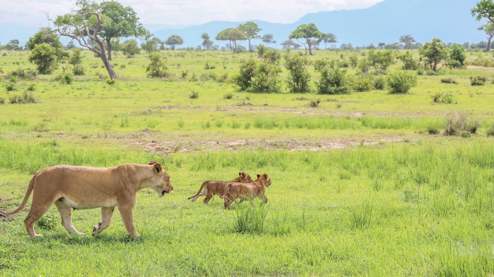 4 DAYS GREAT RUAHA NATIONAL PARK - Image - 7585