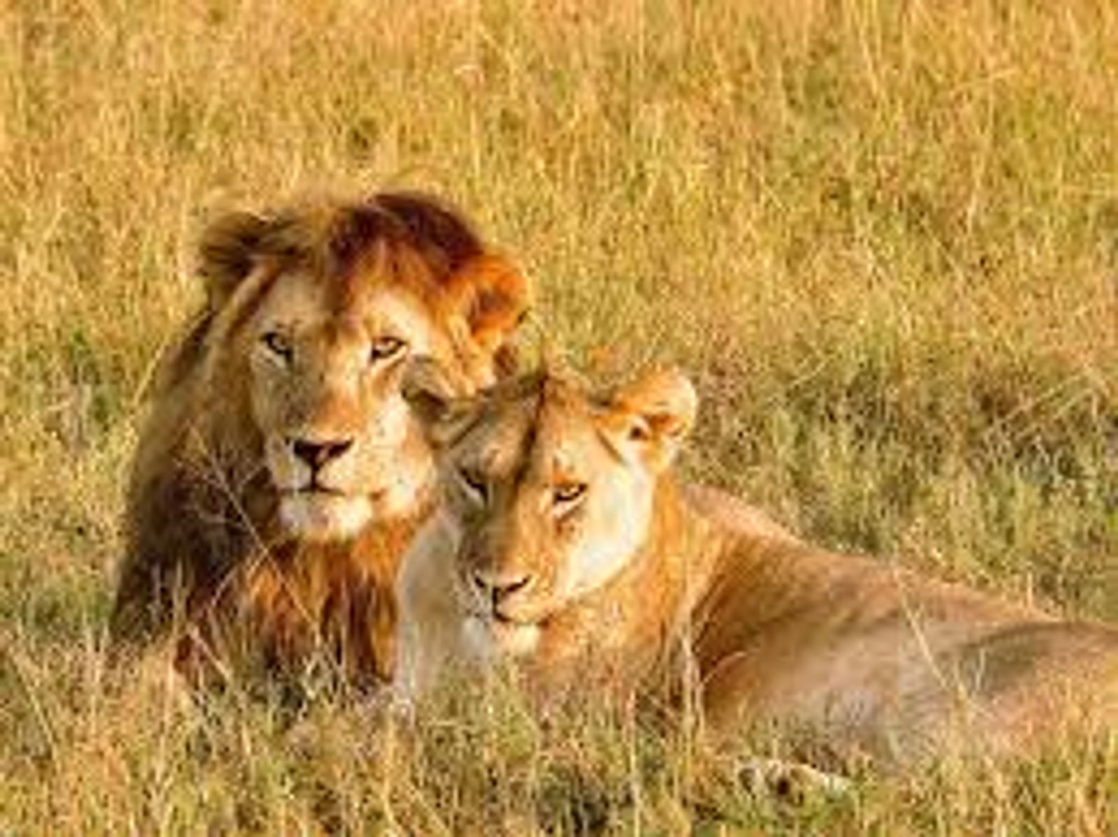 4 DAYS SERENGETI WILDERNESS ADVENTURE - Image - 2939