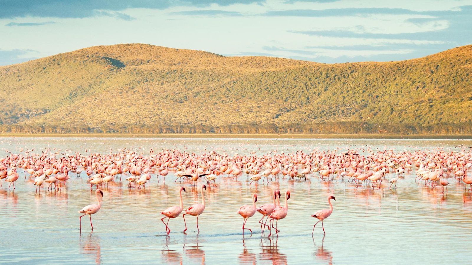 6 DAYS NAIROBI, LAKE NAIVASHA, NAKURU AND MAASAI MARA - Image - 9803