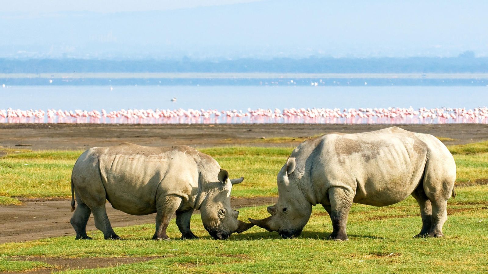 6 DAYS NAIROBI, LAKE NAIVASHA, NAKURU AND MAASAI MARA - Image - 9805
