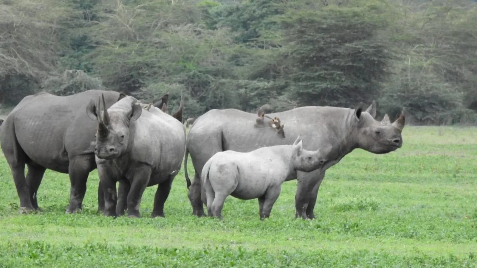 4-Day Tanzania Safari - Serengeti , Ngorongoro Crater, Tarangire - Image - 14823