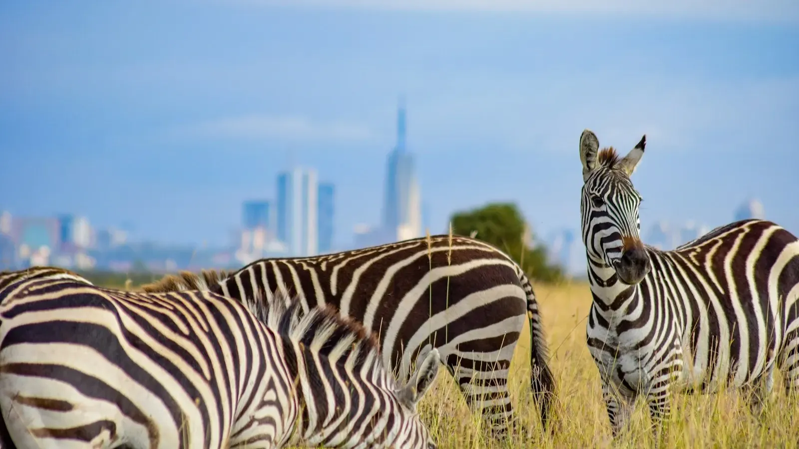 Half day Morning/afternoon tour to Nairobi National park