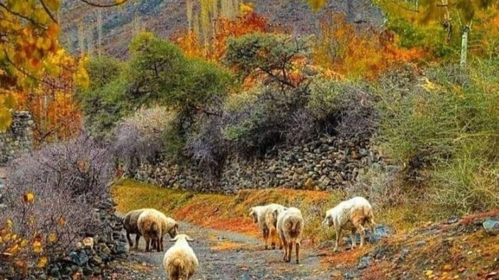 Autumn in Pakistan: Hunza-Skardu-Islamabad - Image - 18181