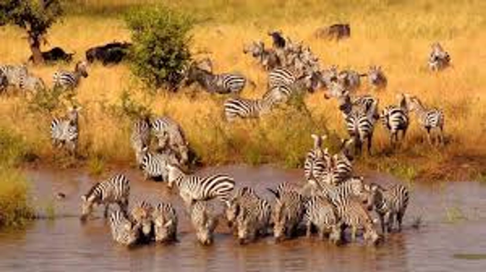 6 DAYS TANZANIA SAFARI - Image - 3416