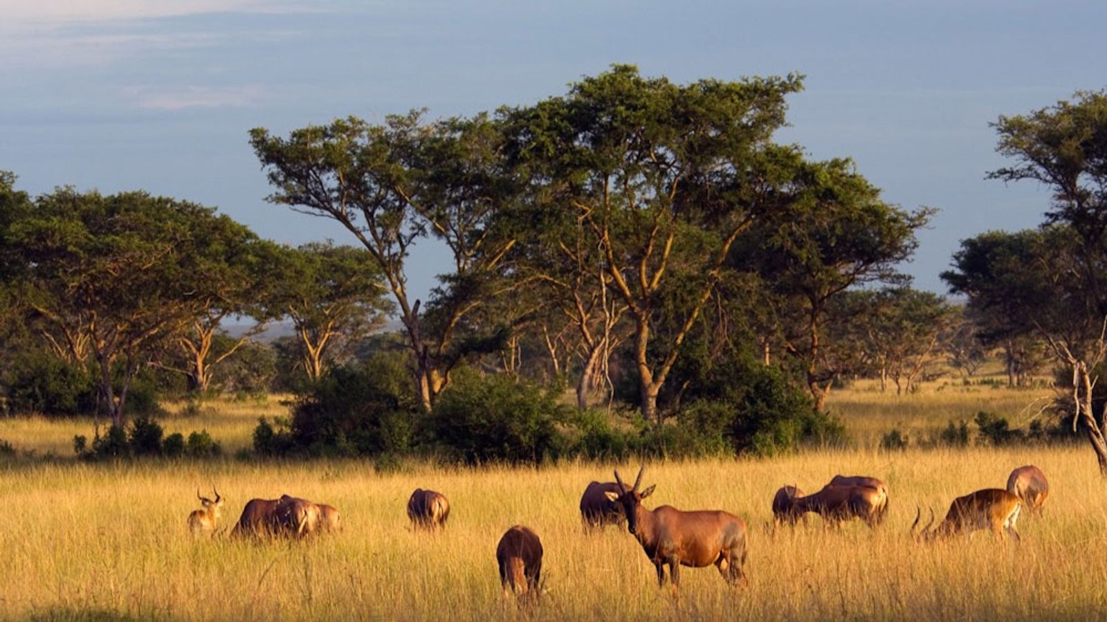 8 Days Uganda & Rwanda Safari | Gorillas, Lions & Culture