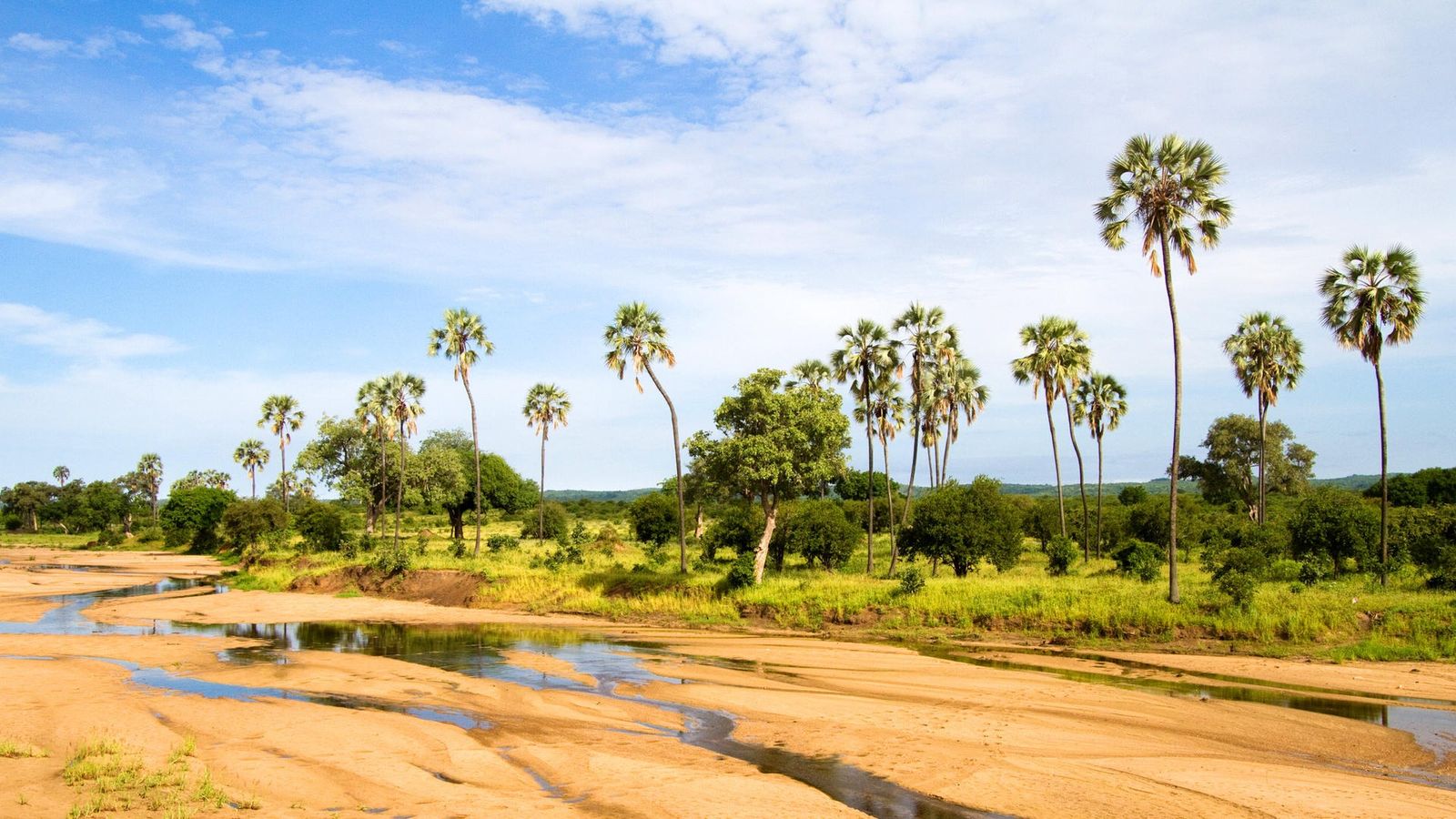 4 DAYS GREAT RUAHA NATIONAL PARK - Image - 7576