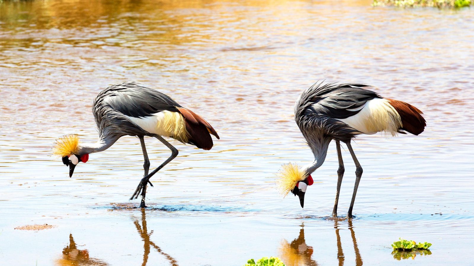 4 DAYS GREAT RUAHA NATIONAL PARK - Image - 7574