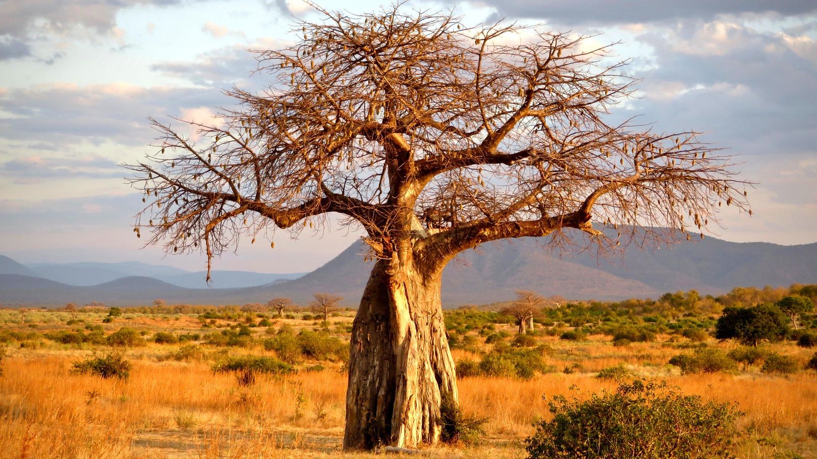 4 DAYS GREAT RUAHA NATIONAL PARK - Image - 7572