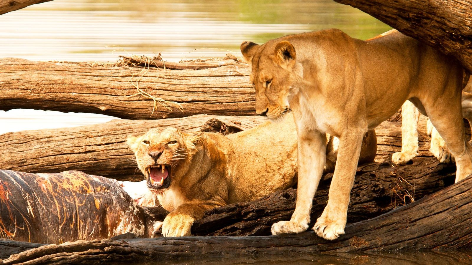 4 DAYS GREAT RUAHA NATIONAL PARK - Image - 7573