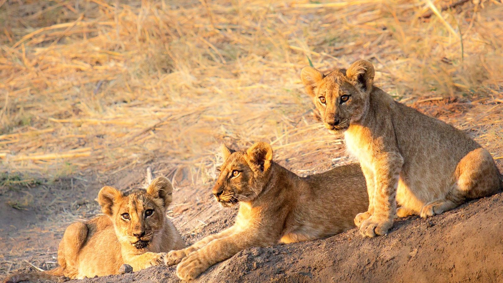 4 DAYS GREAT RUAHA NATIONAL PARK - Image - 7575