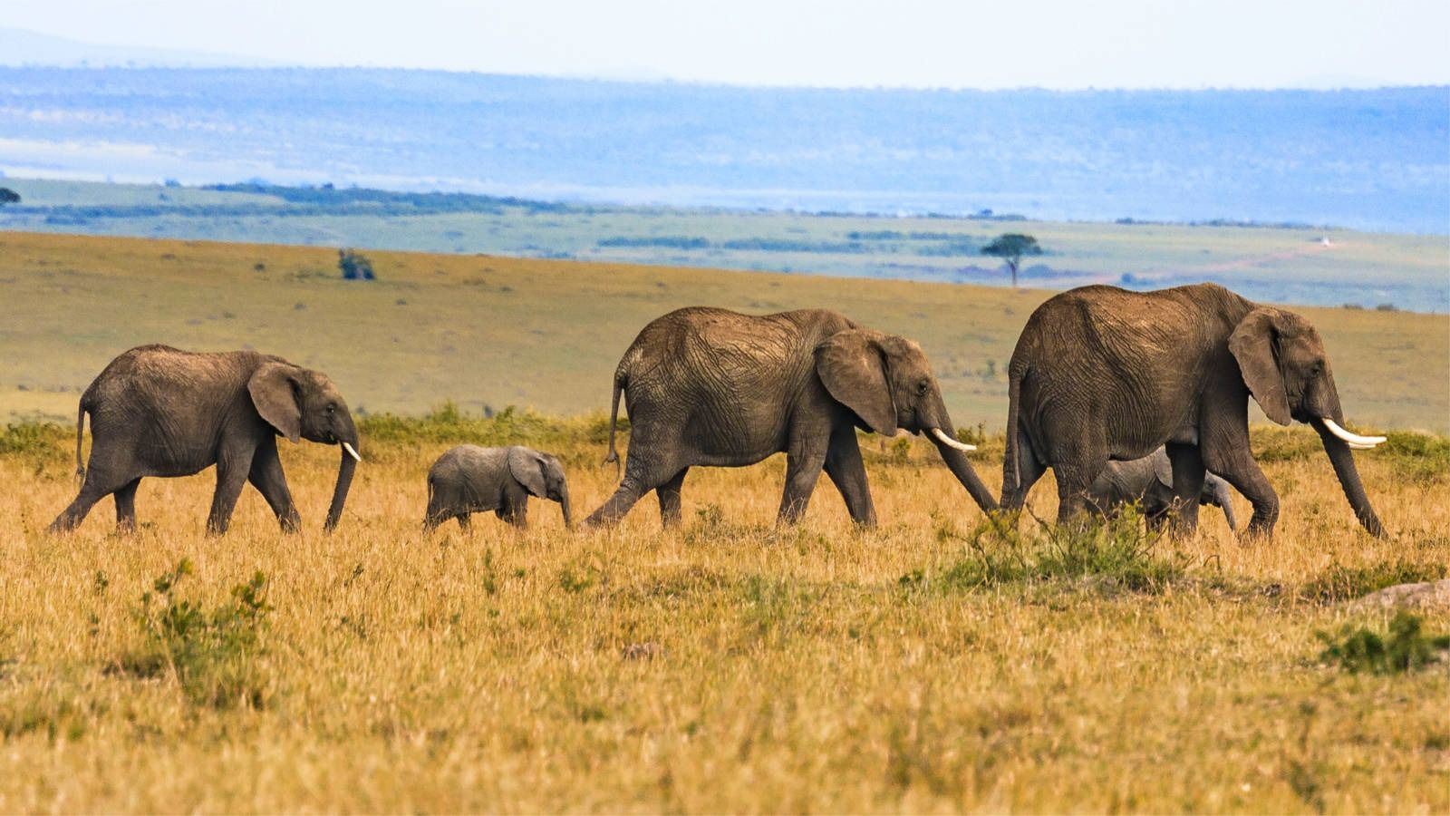 11 Days Romantic Kenya Safari & Diani Beach Getaway - Image - 9607