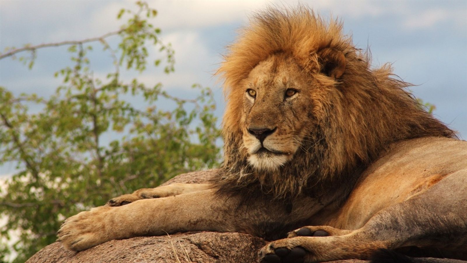 4-Day Tanzania Safari - Serengeti , Ngorongoro Crater, Tarangire - Image - 14824