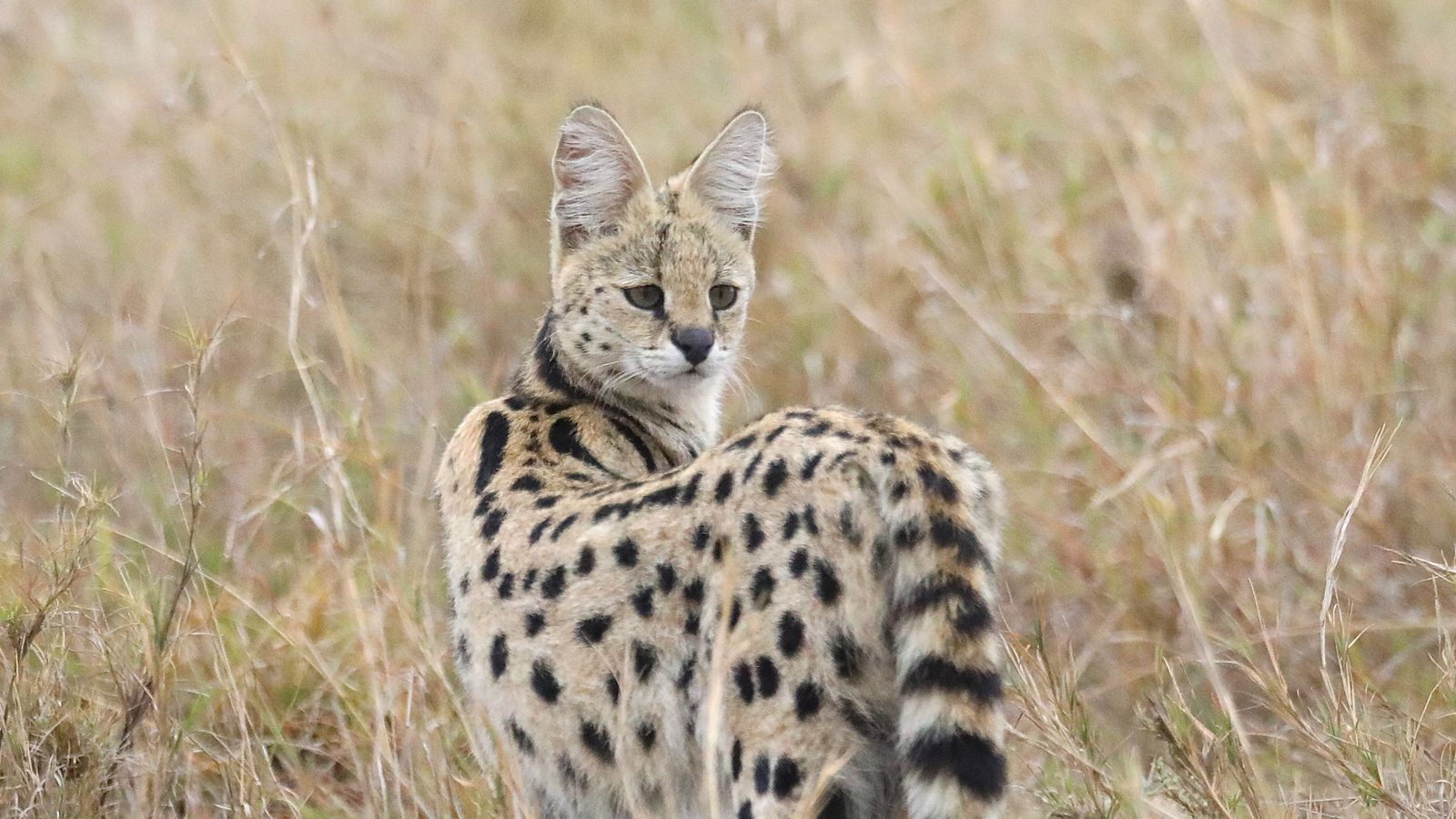 3 DAYS SERENGETI FLY IN AND FLY OUT SAFARI EXPERIENCE - Image - 7953