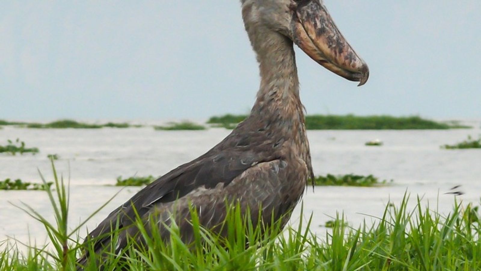 Shoebill Tracking in Mabamba Bay on Lake Victoria, Uganda - Image - 8008