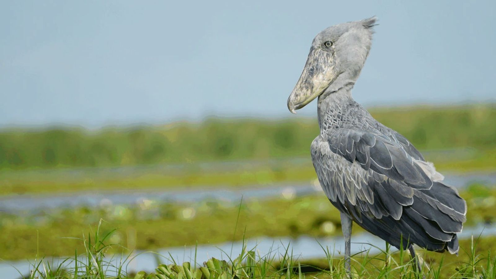 Shoebill Tracking in Mabamba Bay on Lake Victoria, Uganda