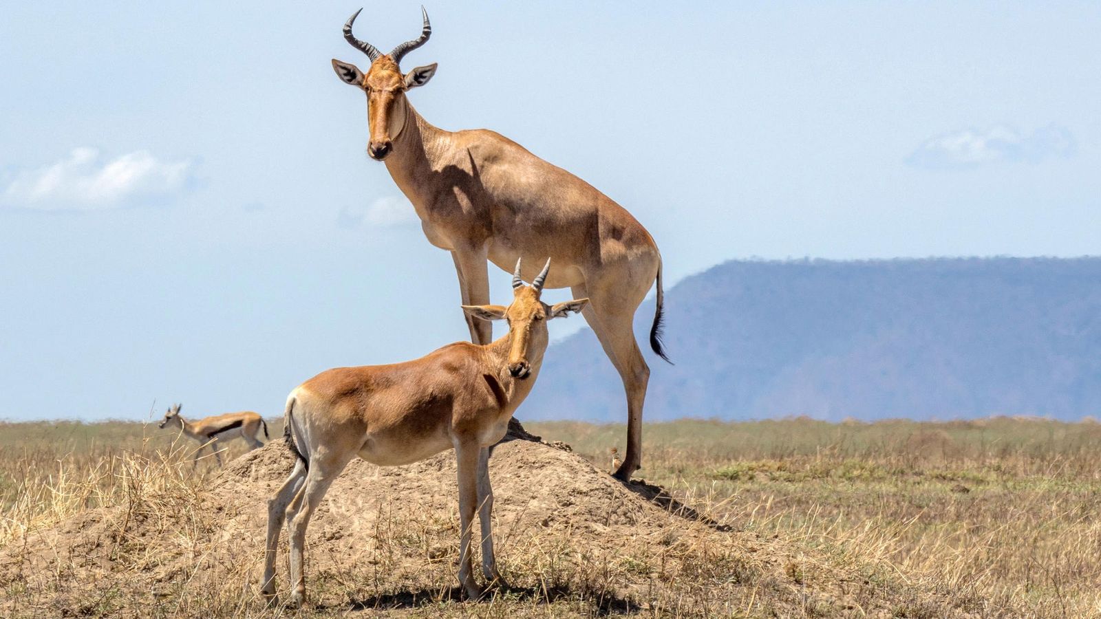 4 DAYS GREAT RUAHA NATIONAL PARK - Image - 7577