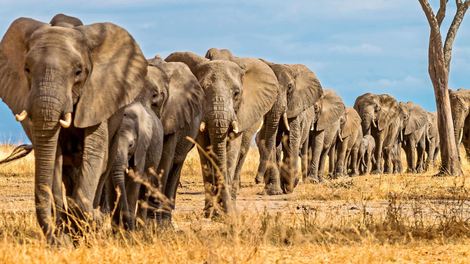 4 DAYS GREAT RUAHA NATIONAL PARK - Image - 7578