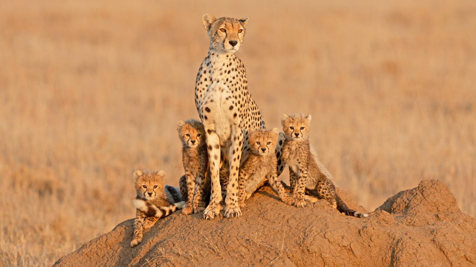 12 DAYS TANZANIA WILDLIFE TO ZANZIBAR BEACH ESCAPE