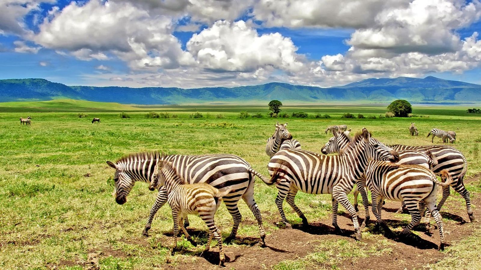 4 DAYS INTO THE WILD - SERENGETI AND NGORONGORO CRATER - Image - 7736