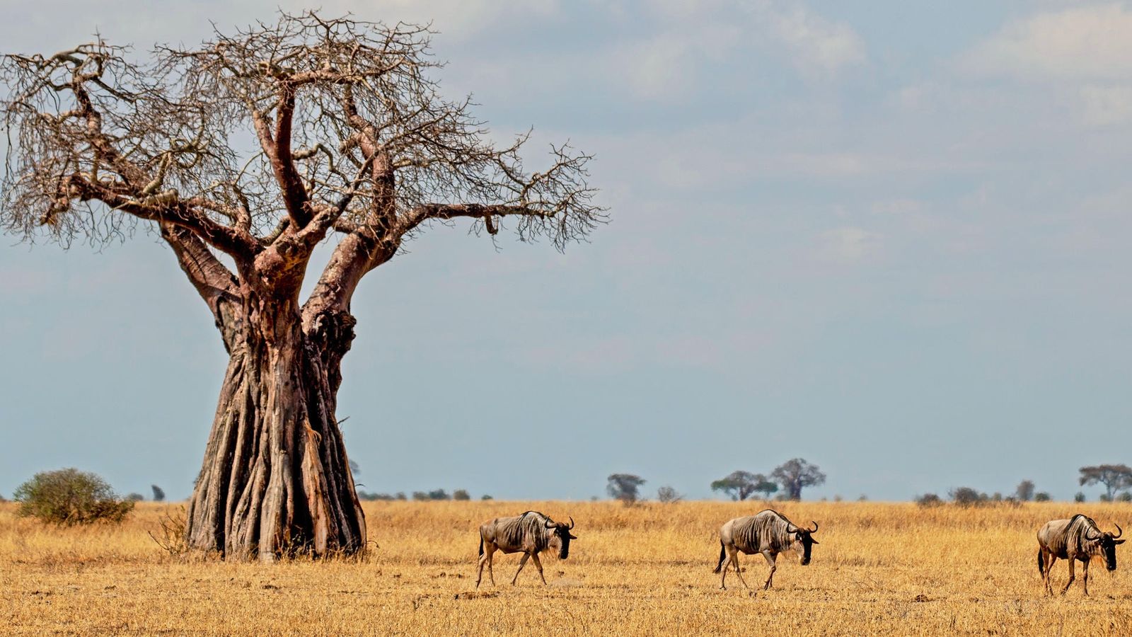 5 DAYS SERENGETI GREAT MIGRATION - Image - 7567