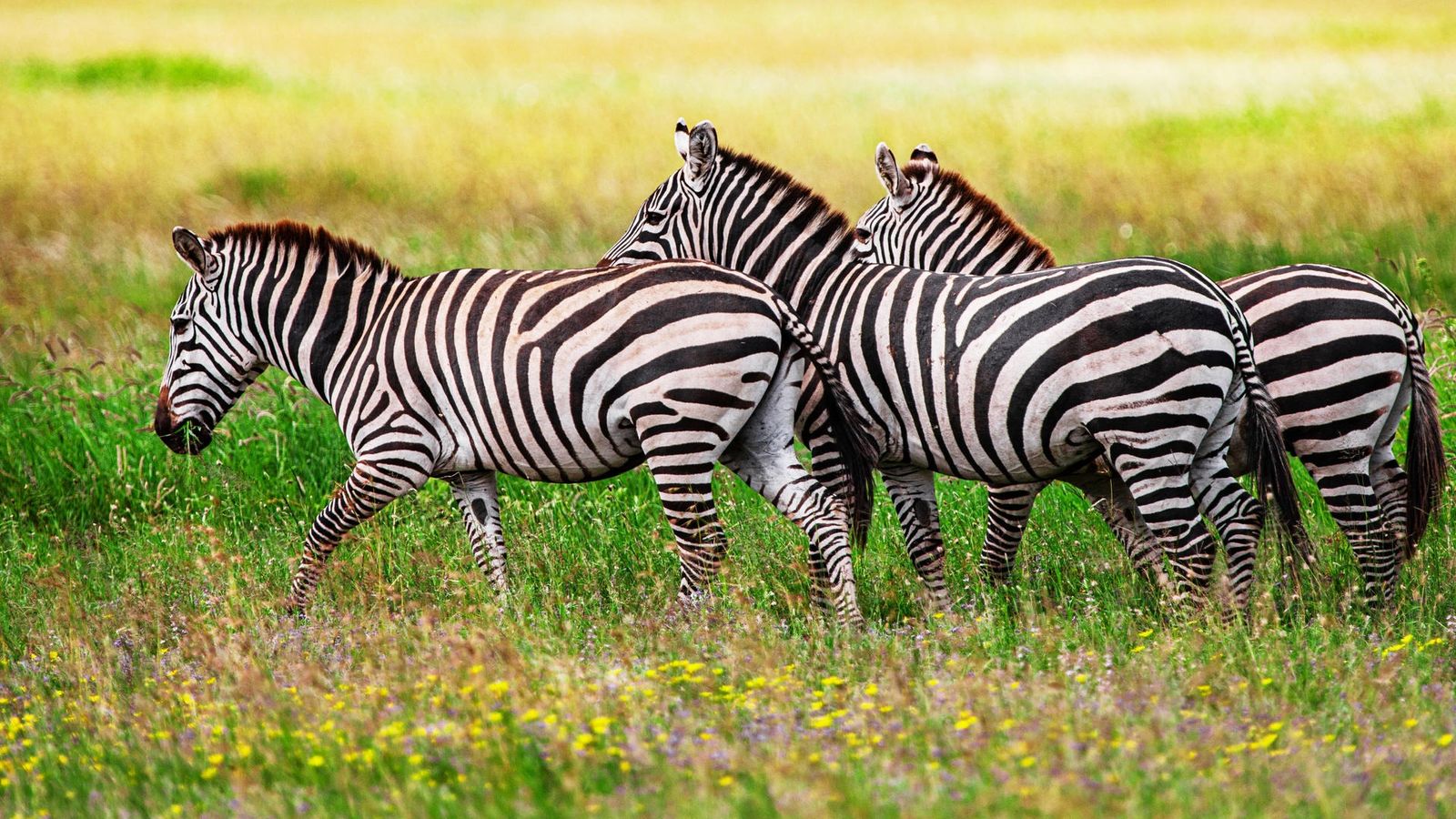 4 DAYS GREAT RUAHA NATIONAL PARK - Image - 7580