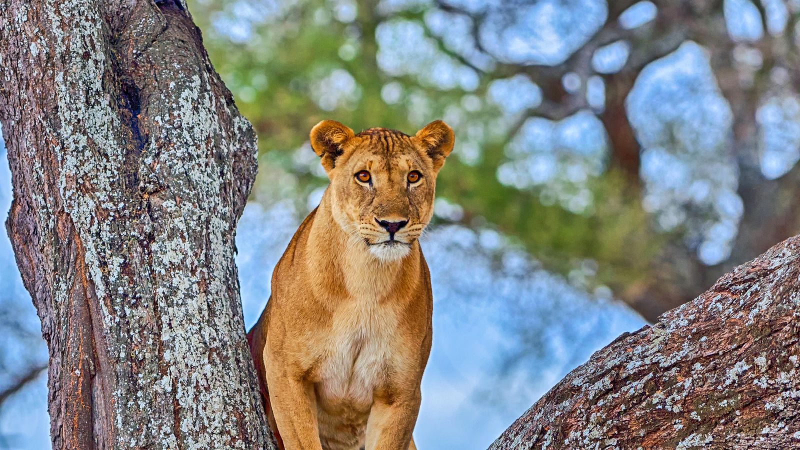 3 DAYS SERENGETI FLY IN AND FLY OUT SAFARI EXPERIENCE - Image - 7945