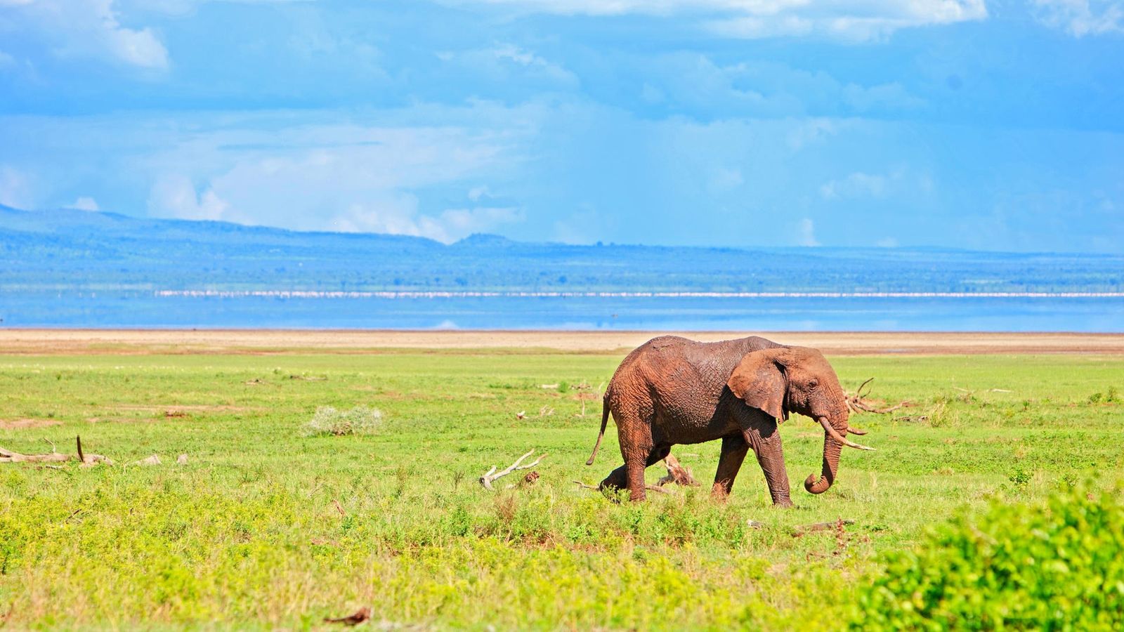 4 DAYS INTO THE WILD - SERENGETI AND NGORONGORO CRATER - Image - 7745