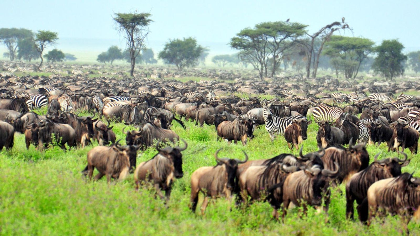 5 DAYS SERENGETI GREAT MIGRATION - Image - 7556
