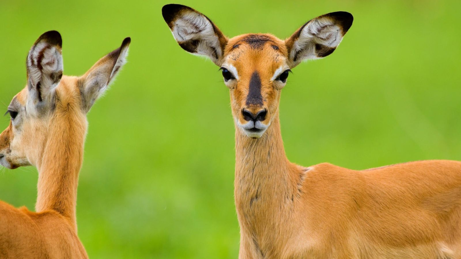 12 DAYS TANZANIA WILDLIFE TO ZANZIBAR BEACH ESCAPE - Image - 7619