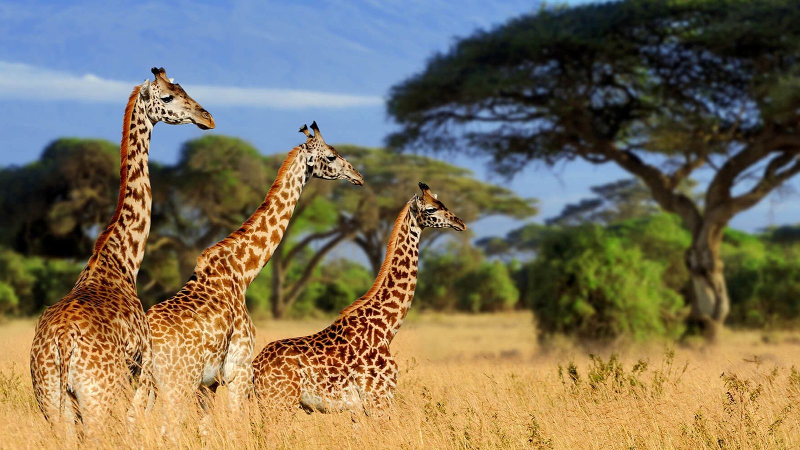 6 Days Amboseli & Maasai Mara Explorer - Image - 9570