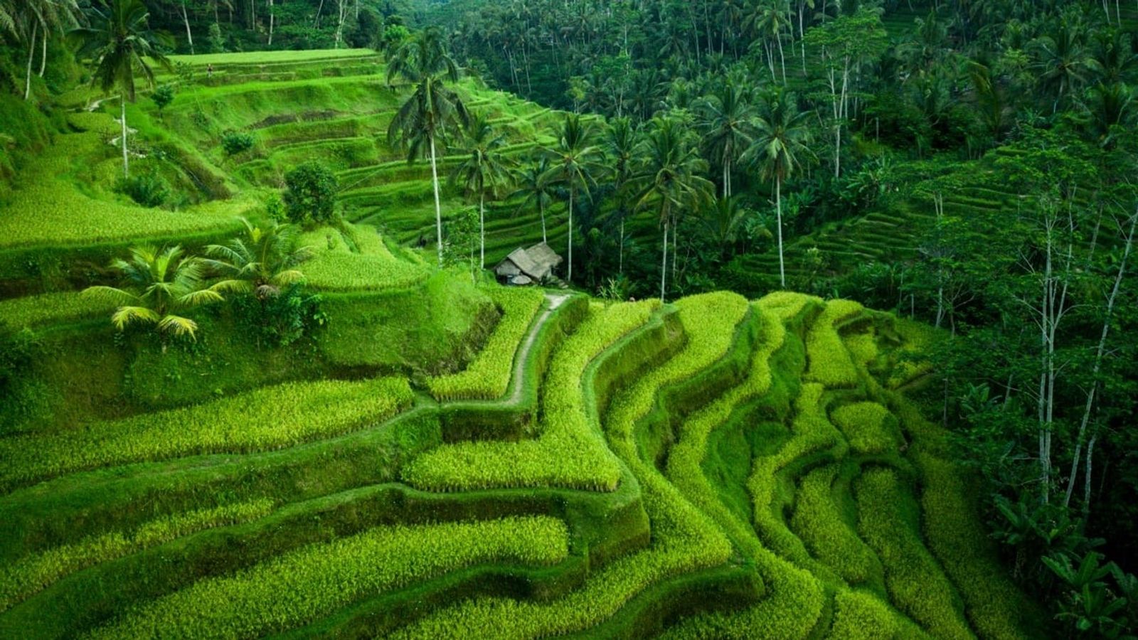 4D3N Bali Island - Uluwatu Sunset, Ubud Culture and Nusa Penida Adventure