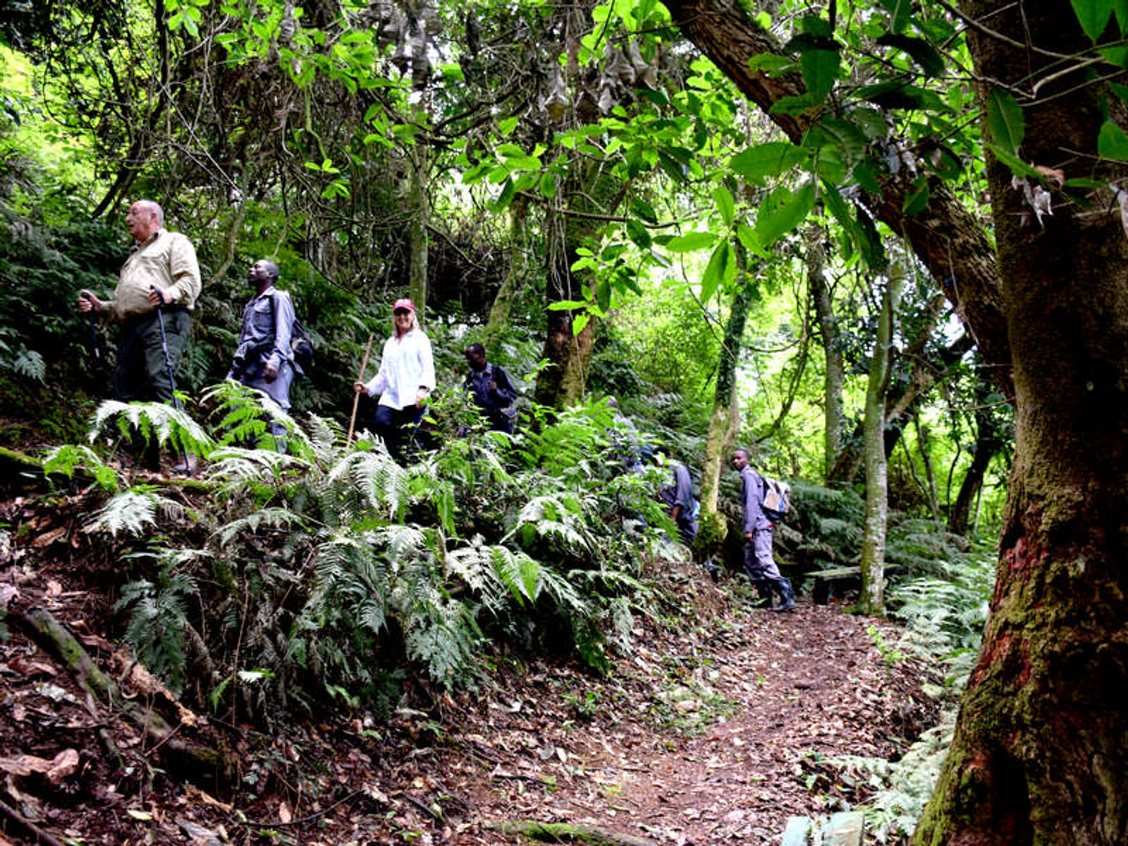 Ultimate 8-Day Uganda Safari: Gorillas, Chimps, Rhinos & Nile River Adventures - Image - 3679