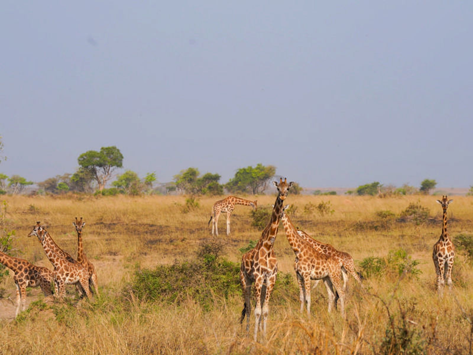 Ultimate 8-Day Uganda Safari: Gorillas, Chimps, Rhinos & Nile River Adventures - Image - 3677