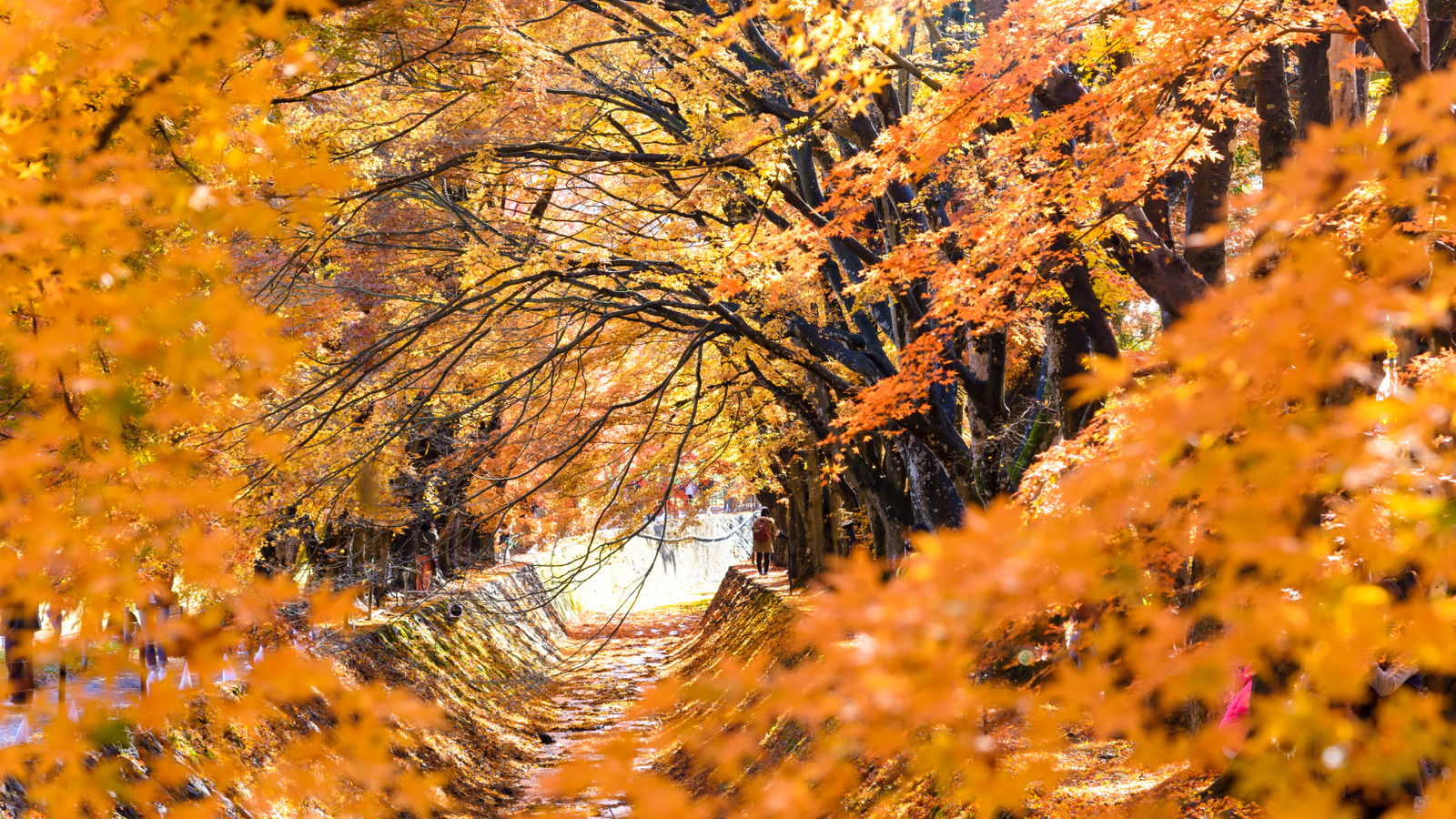 6N5Đ - TOKYO - FUJI - NAGOYA - KYOTO - OSAKA - Image - 27778